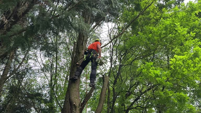 Best Tree Removal Services  in Germantown, IL